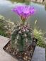 Preview: Thelocactus bicolor